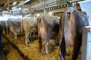 k-Bei Holzknecht von rechts Glencore-Stuward-Blooming x Jongleur-Jongleur